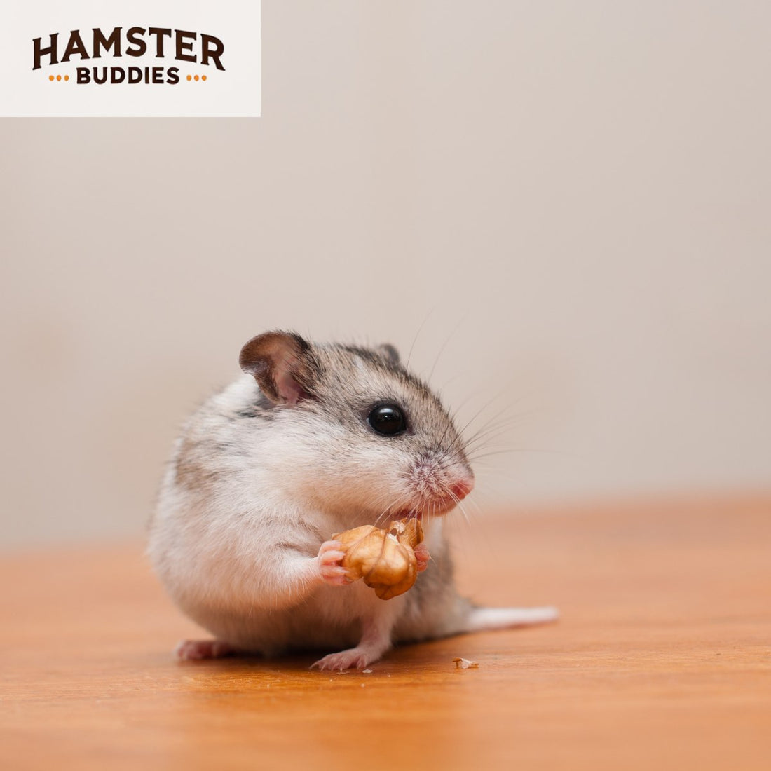 All About Chinese Hamsters: Breed Information and Care Tips