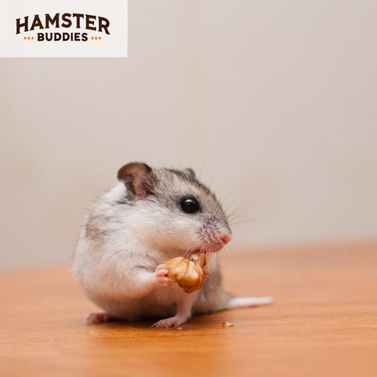 All About Chinese Hamsters: Breed Information and Care Tips