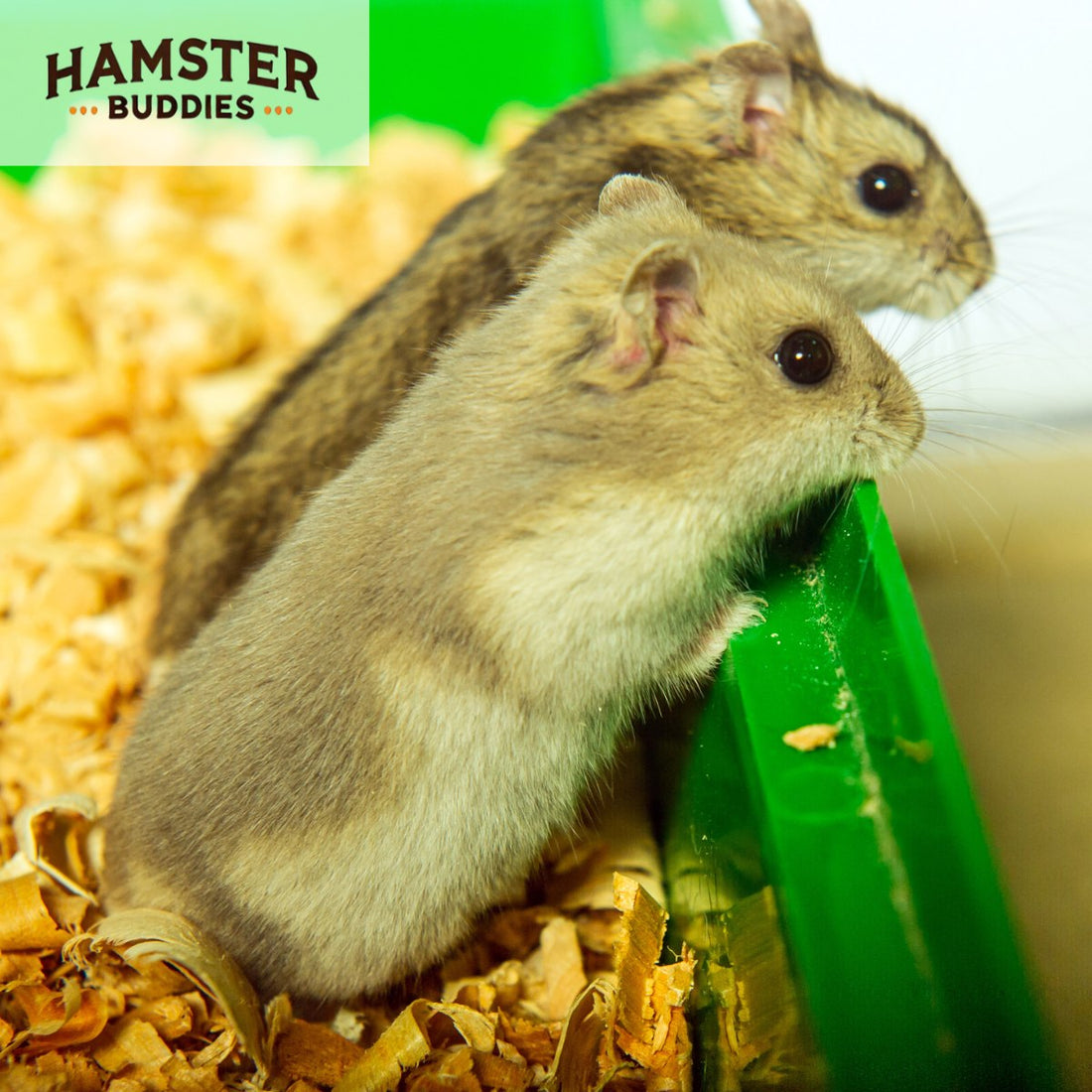 Dwarf Hamsters 101: A Guide to Roborovski, Djungarian, and Campbell Hamsters