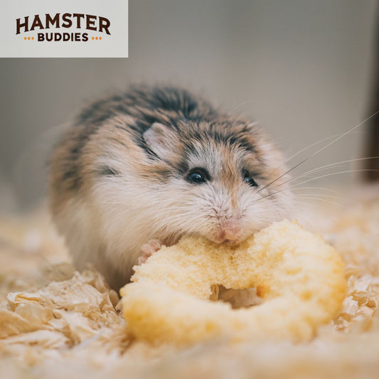 Can Hamsters Cause Allergies?