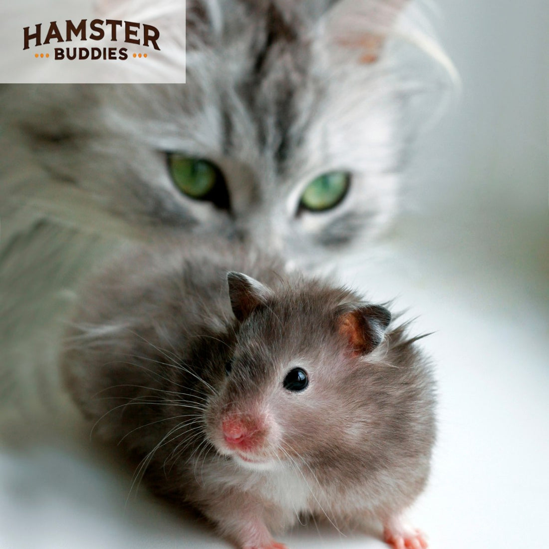 How to Safely Keep a Hamster and Cat Together: A Complete Guide