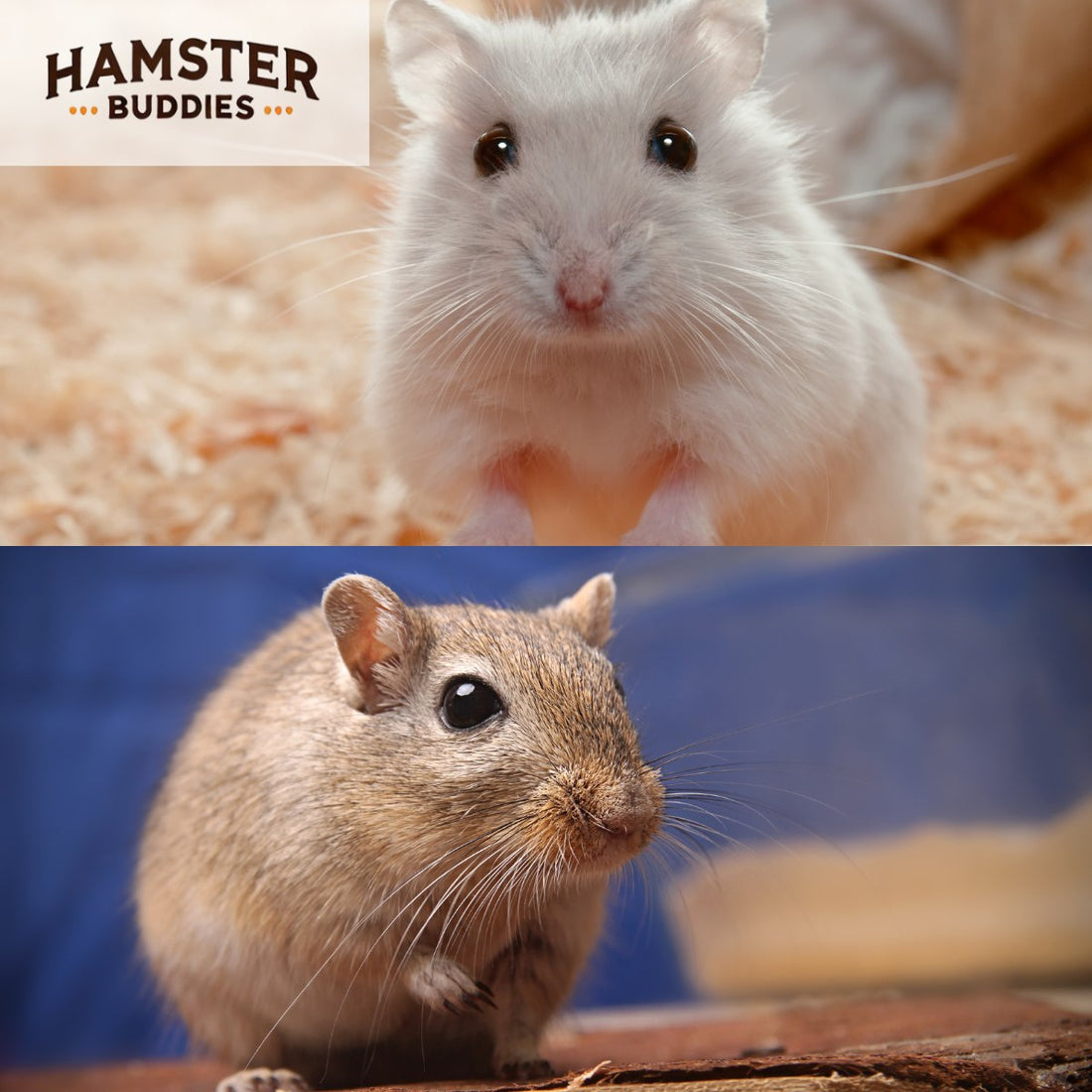 Can Hamsters And Gerbils Live Together ?