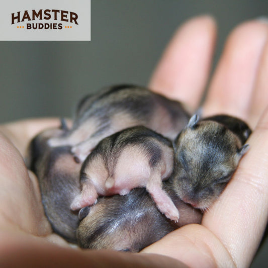 A Guide to Hamster Reproduction: From Newborns to Their First Litter