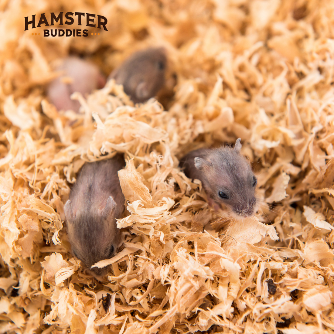 Why Do Hamsters Eat Their Babies? And How To Save Them