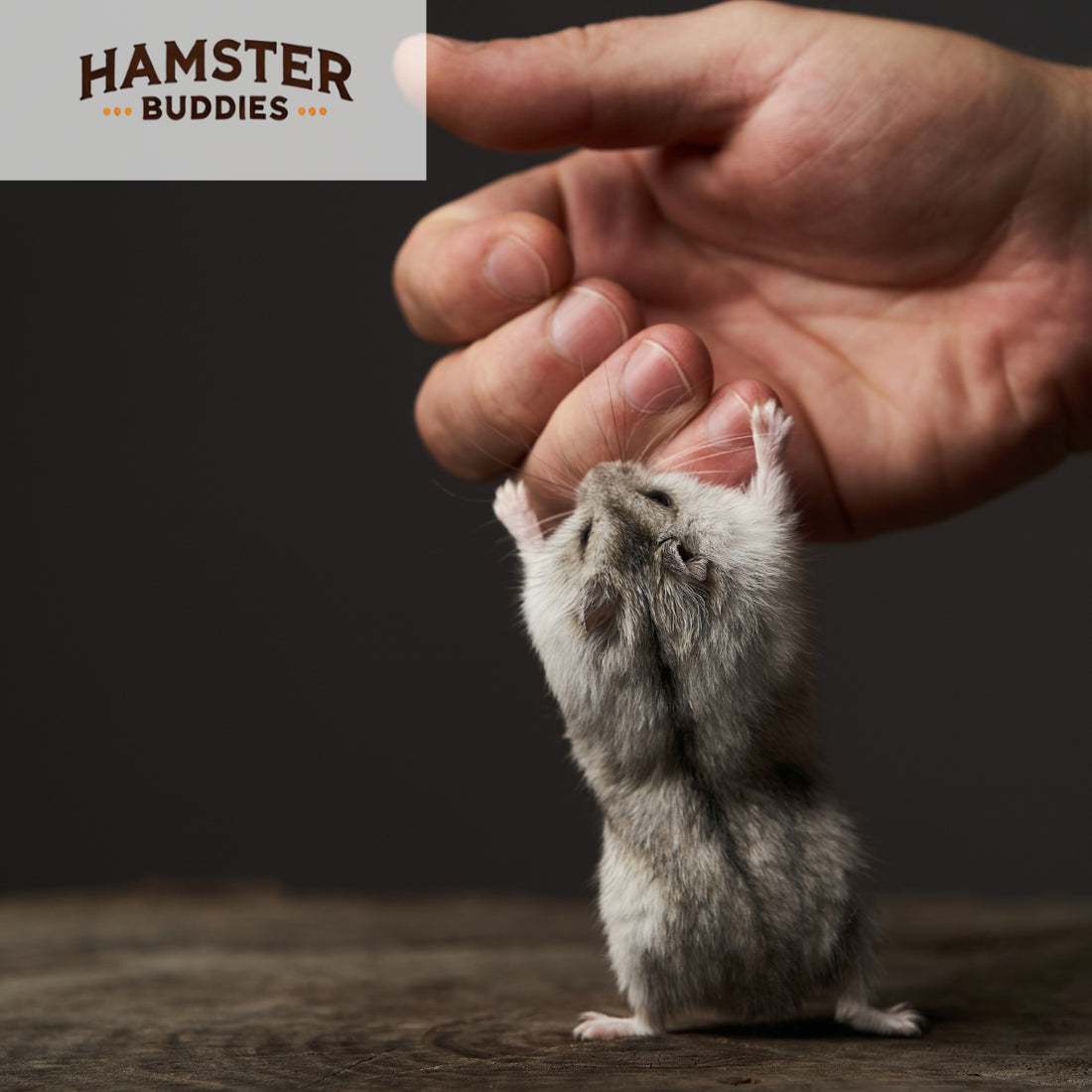 Why Is My Hamster Biting? Causes and Solutions