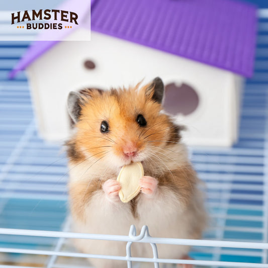 Do Hamsters Get Bored? How to Keep Your Hamster Entertained