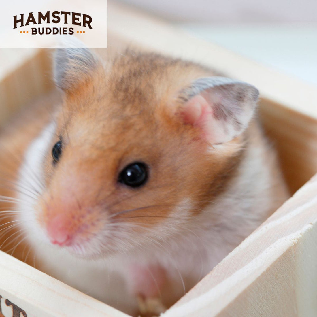 15 Vital Tips for Caring for Your Hamster Effectively