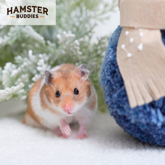 Do Hamsters Get Cold? How to Keep Your Hamster Warm and Happy