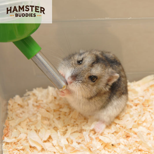 Dehydration in Hamsters: Signs, Treatment, and Prevention