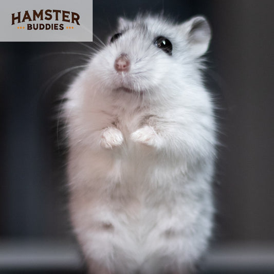 All About Hamster Diabetes: Symptoms, Prevention, and Care