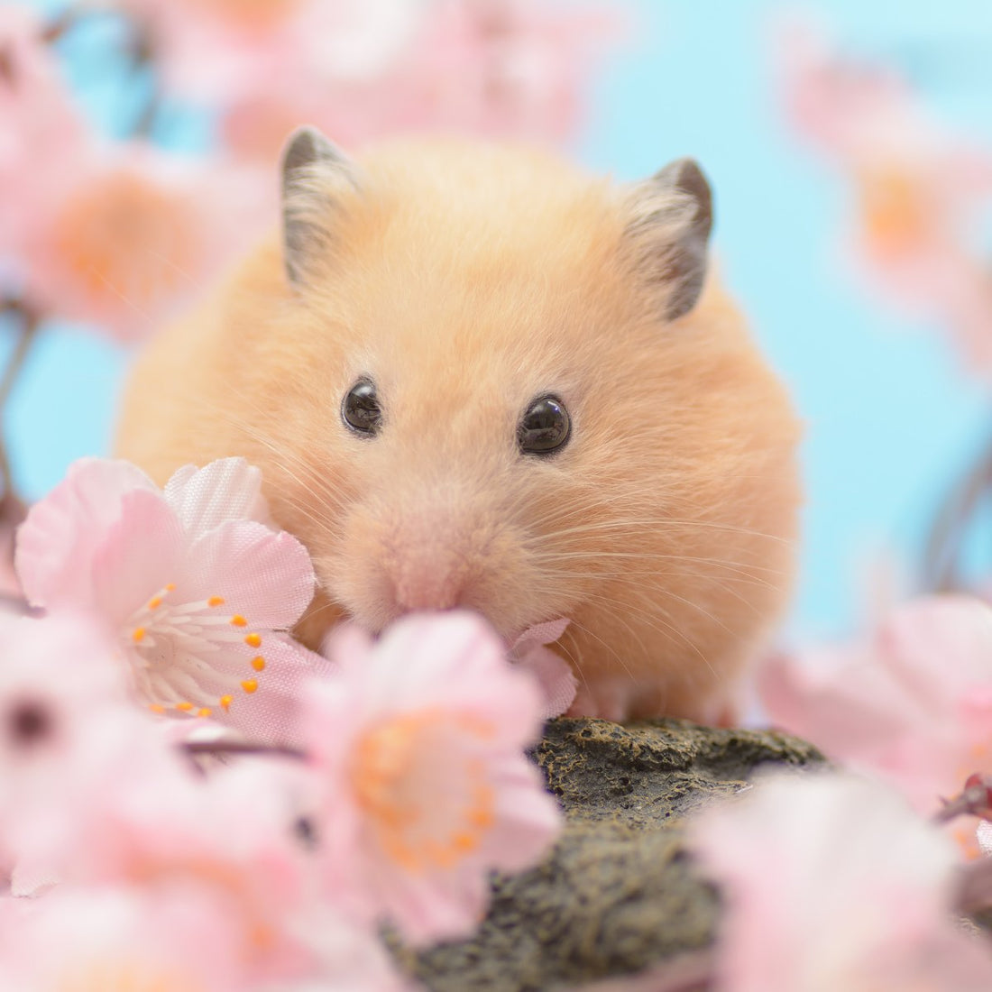 Why Hamsters Die: Common Causes and How to Prevent Them