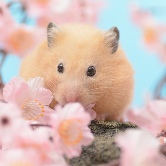 Why Hamsters Die: Common Causes and How to Prevent Them