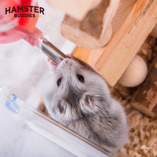 How Much Water Does a Hamster Need? A Comprehensive Guide