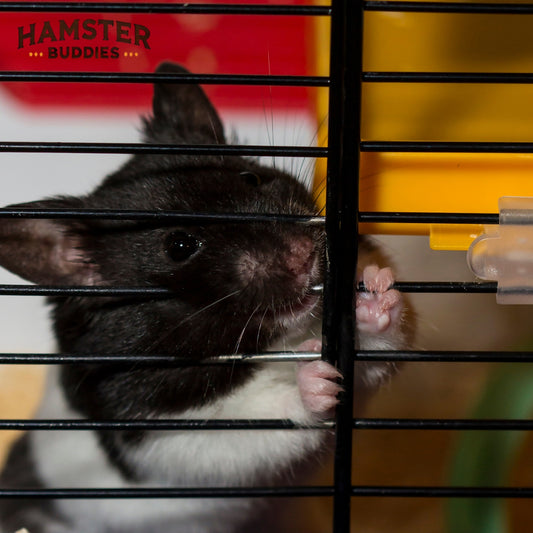 Why Do Hamsters Try to Escape?