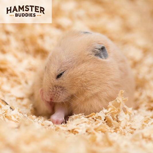 Do Hamsters Get Fleas?