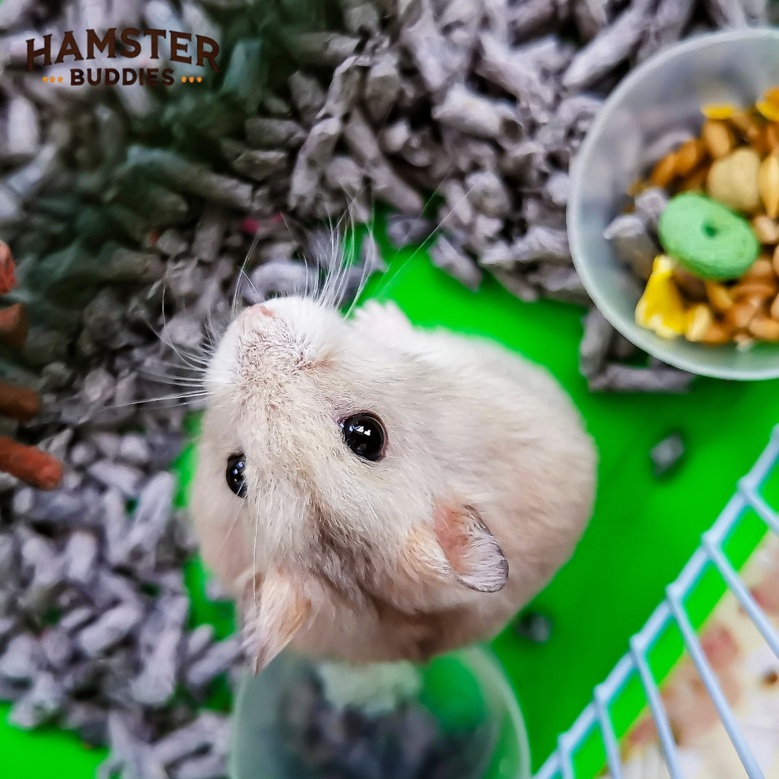 What Do Hamsters Eat? A Comprehensive Guide