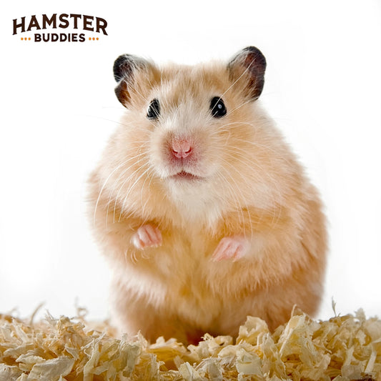 Why Is My Hamster Freezing and Not Moving? What It Means