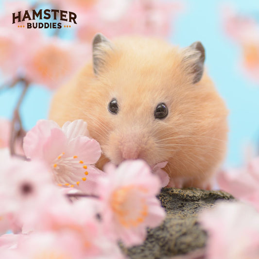 How to Determine Your Hamster's Gender