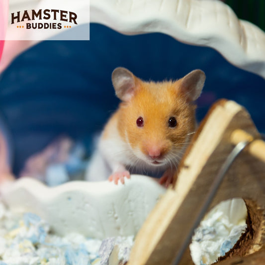 Do Hamsters Use Hammocks? A Guide to Letting Your Hamster Snuggle In