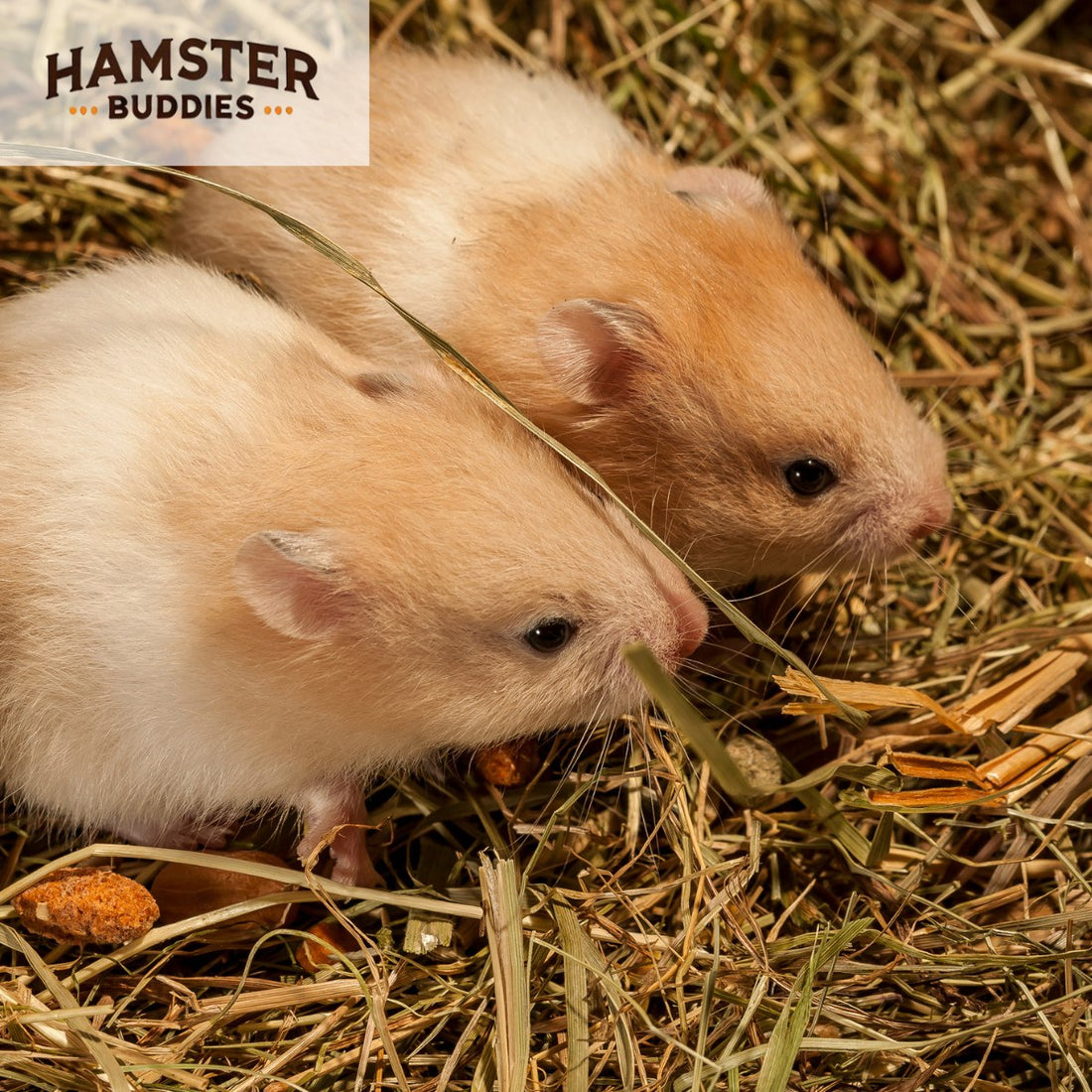 Do Hamsters Eat or Need Hay?