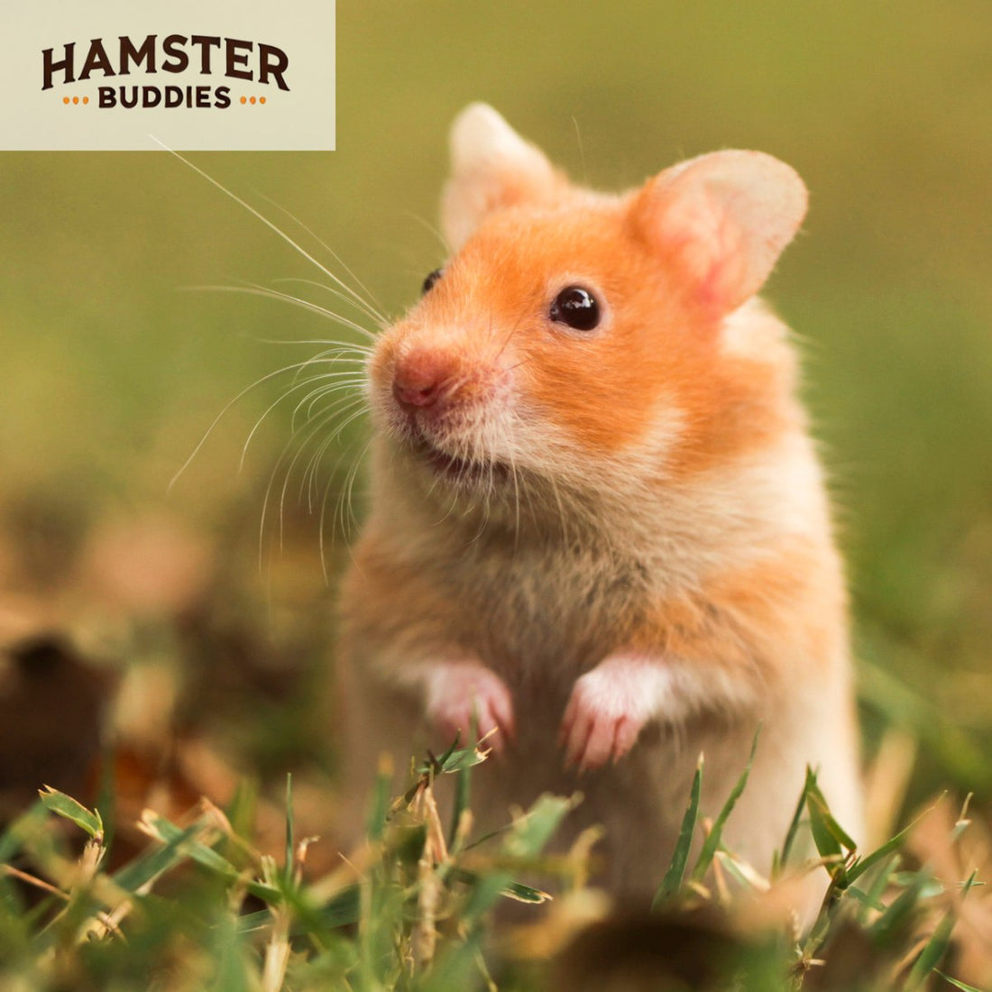 Can Hamsters Eat Herbs?