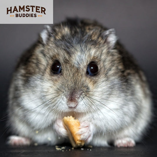 Most Common Health Issues in Hamsters and How to Treat Them