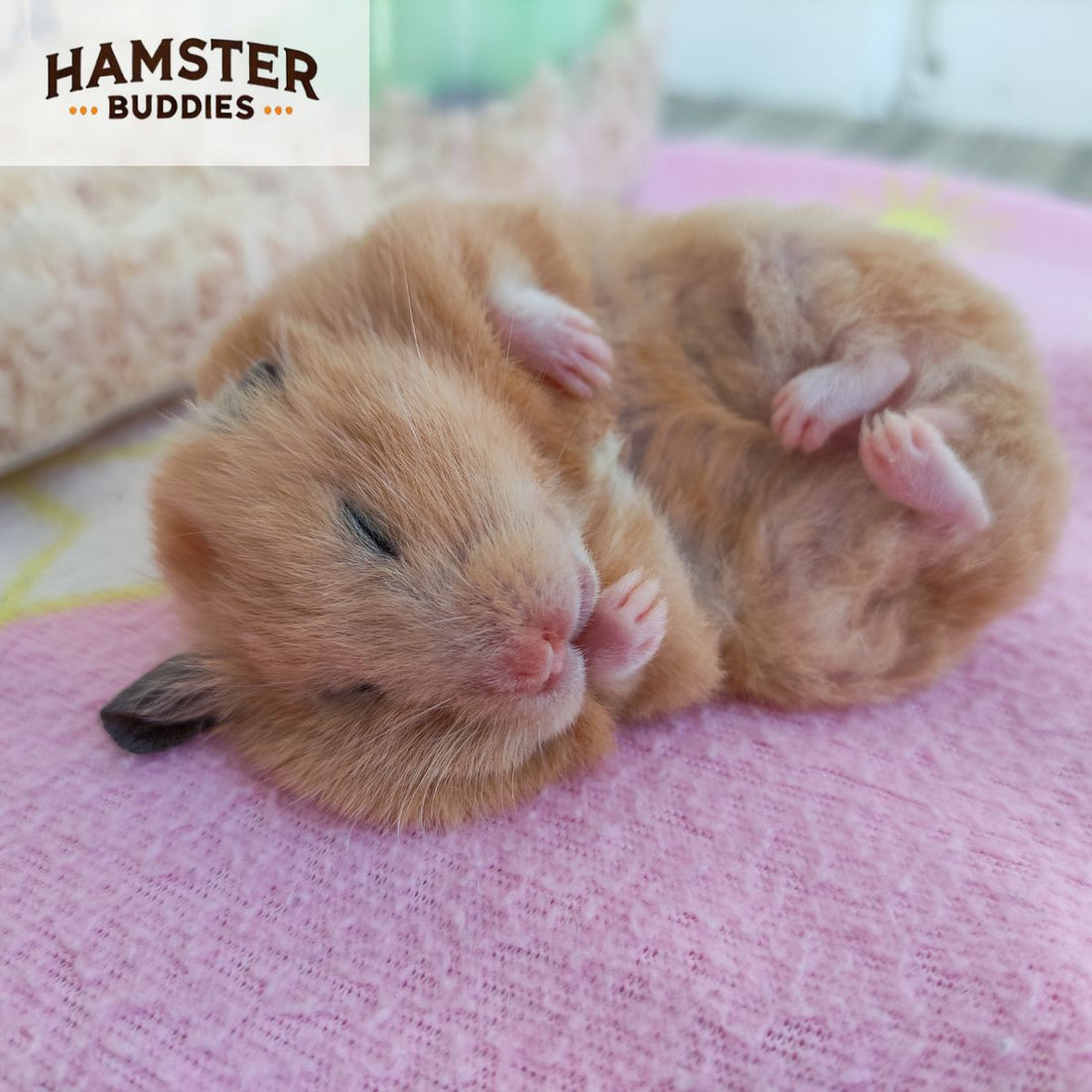 Do Hamsters Hibernate? What You Need To Know