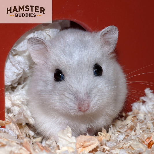 Do Hamsters Hide Their Food?