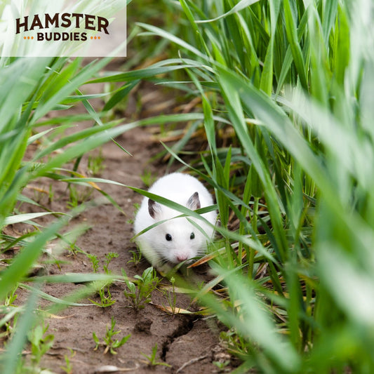 Is Releasing Your Hamster Into the Wild a Good Idea?