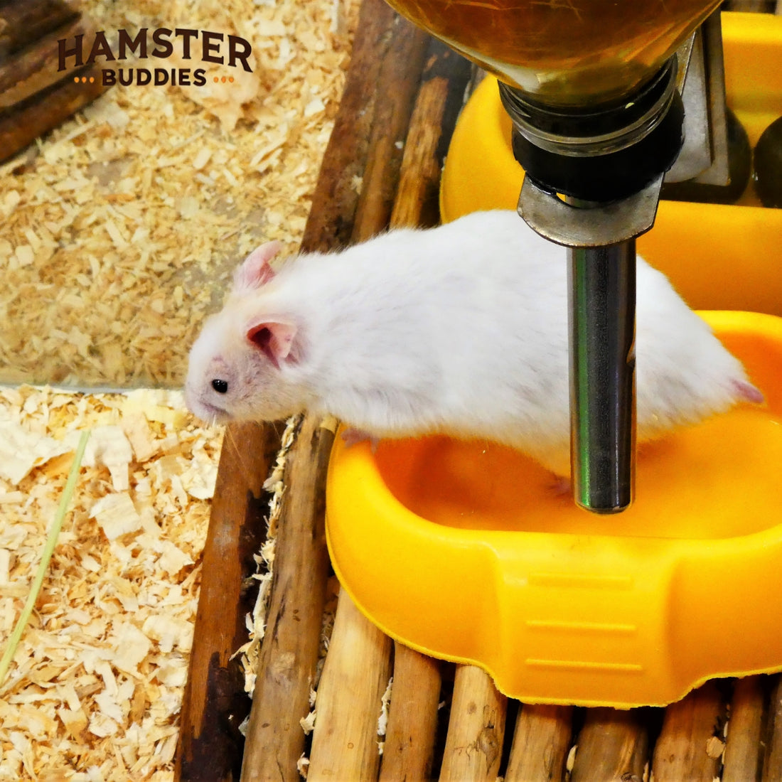 Why Do Hamsters Jump?