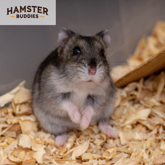 7 Factors That Affect a Hamster’s Lifespan