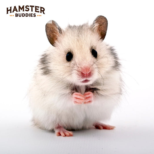 How to Trim Your Hamster’s Nails and Why It’s Important