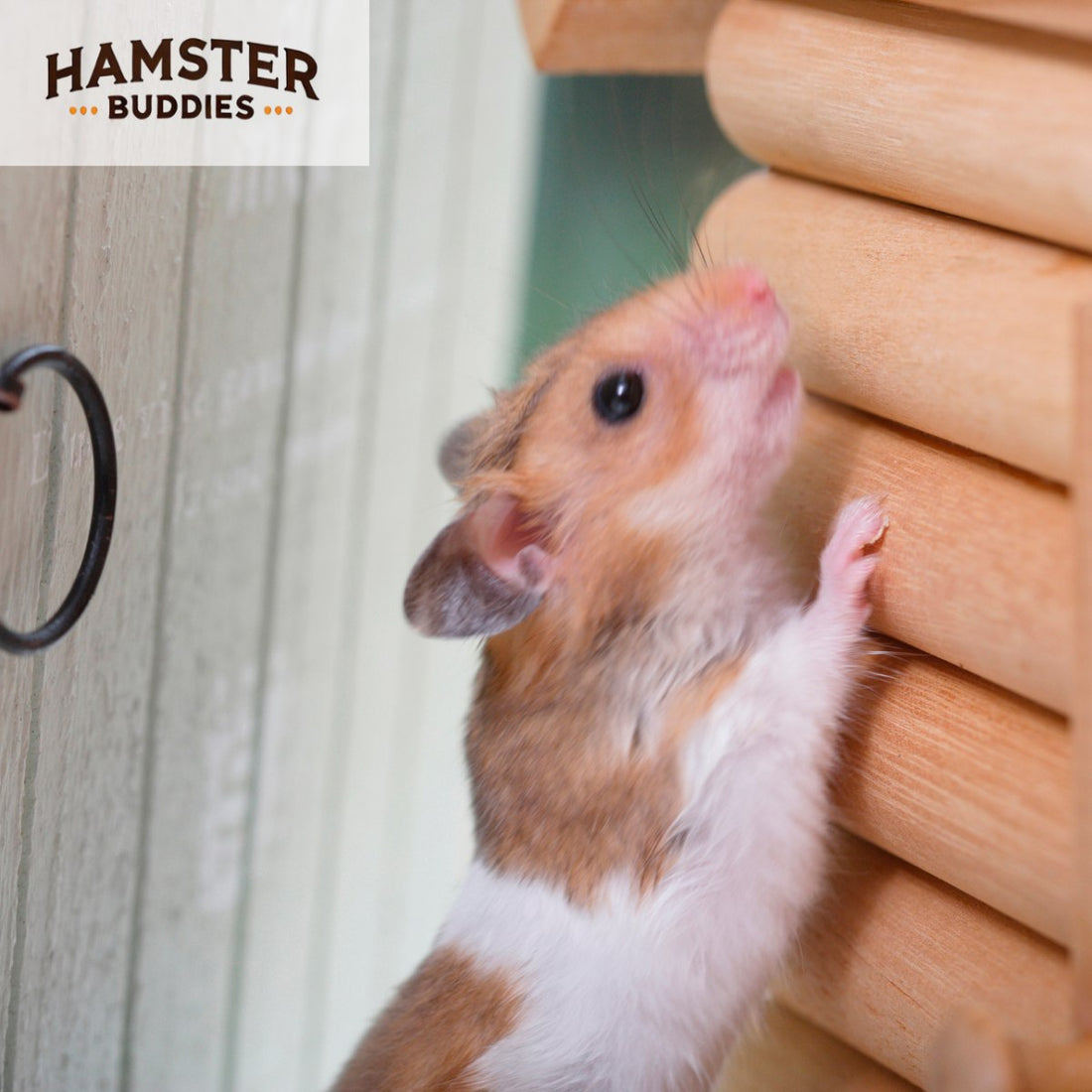 100 Perfectly Cute Hamster Names (Male and Female)