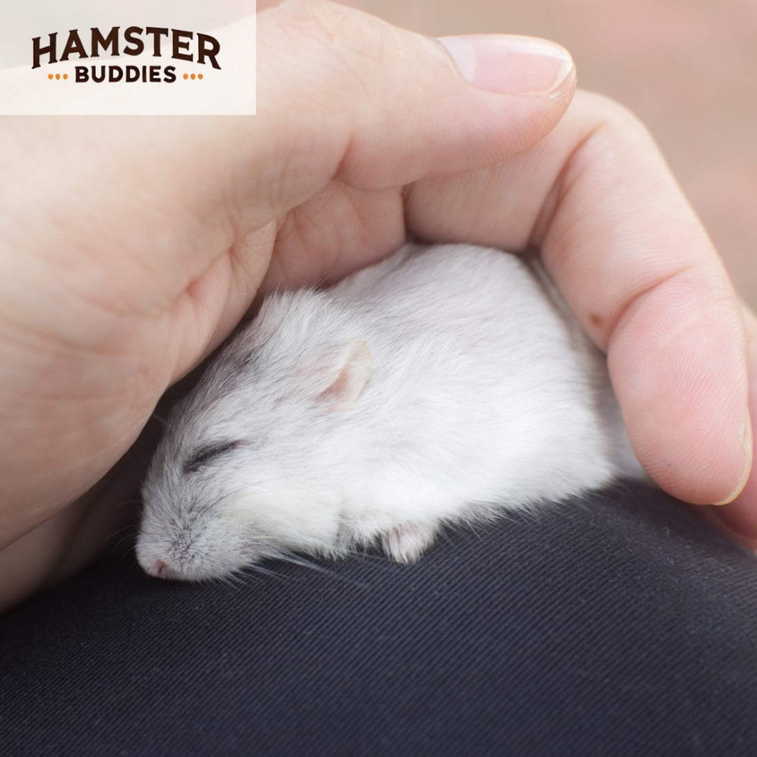 Are Hamsters Nocturnal? Understanding Your Hamster’s Routine