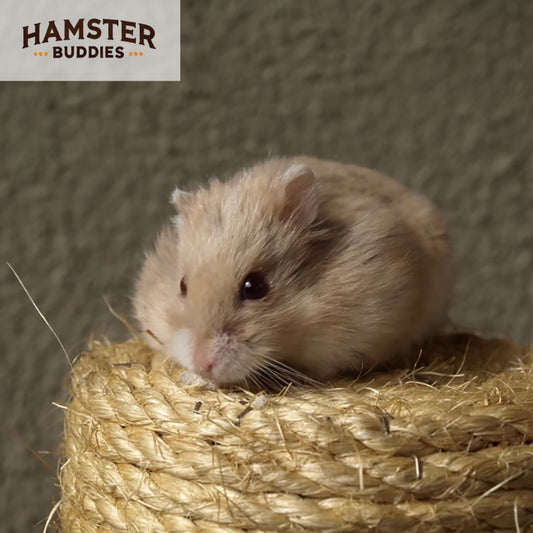 Signs of Old Age in Hamsters - All You Need To Know