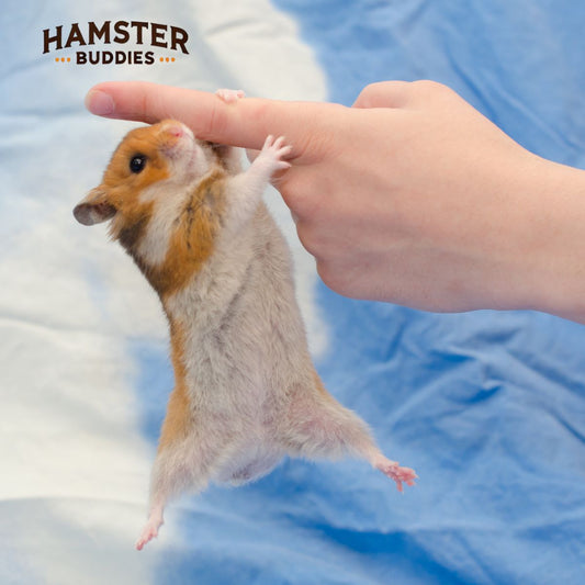 Why Hamsters Make Good Pets? And a Few Downsides