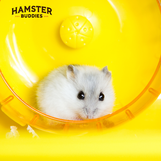 How Much, And How Fast Do Hamsters Run?