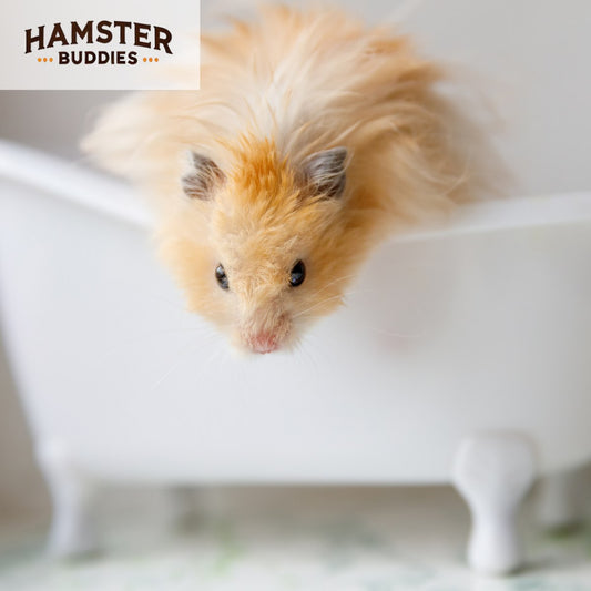 The Essential Role of Sand Baths in Hamster Grooming