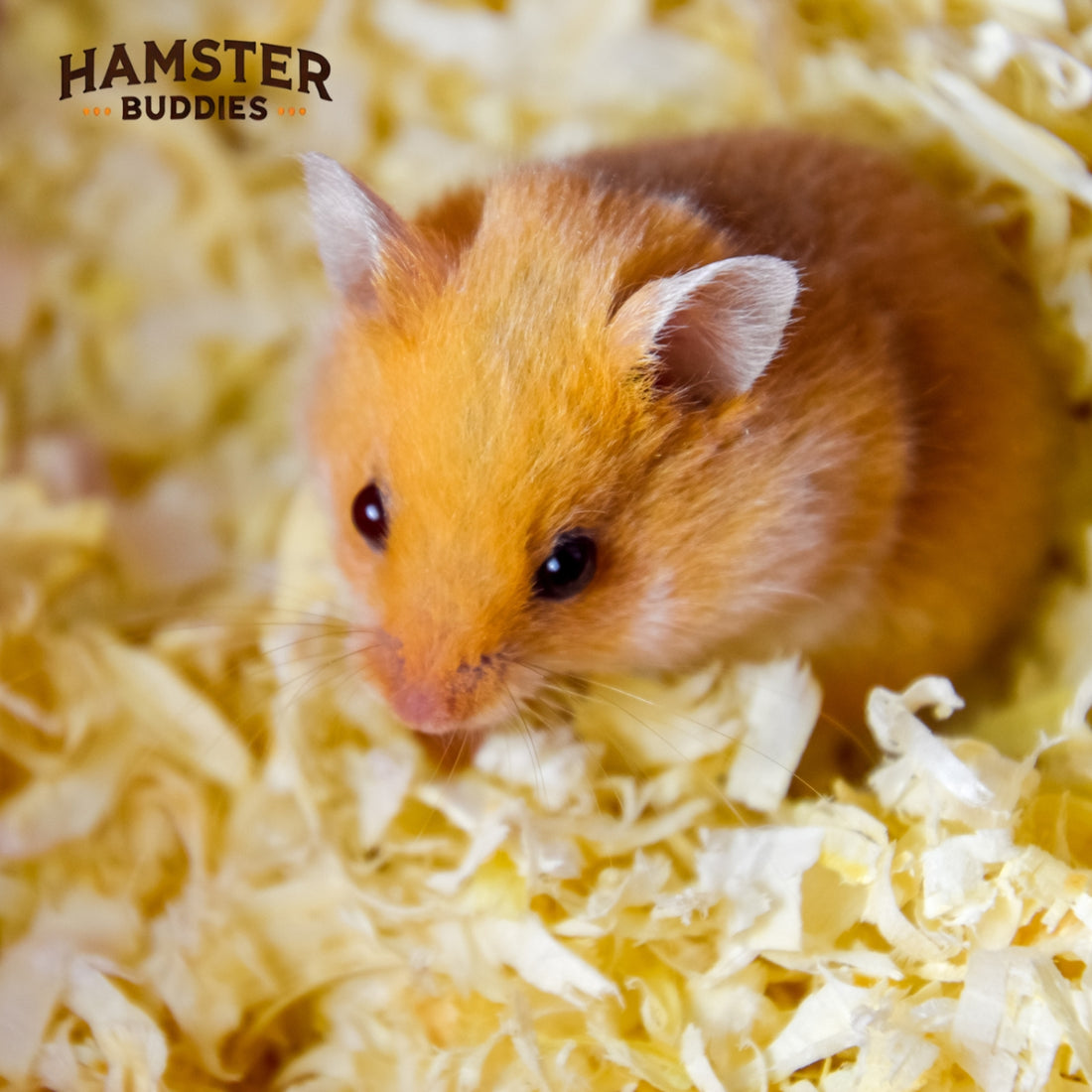 Do Hamsters Smell? Causes and Solutions