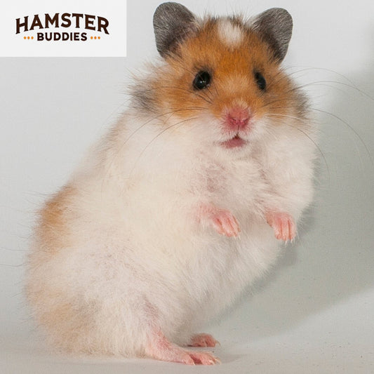 Common Hamster Noises: Decoding Your Pet's Noises