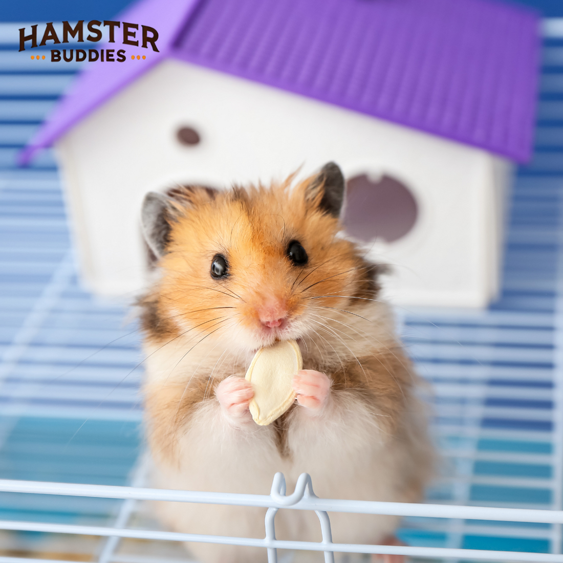 How Long Can a Hamster Survive Without Food or Water?