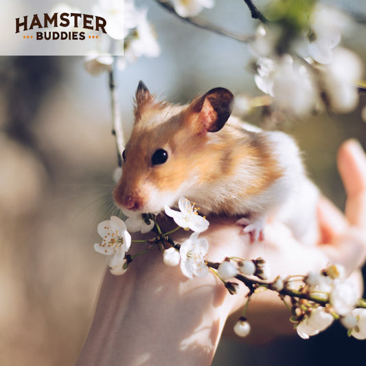 All About Syrian Hamsters: Breed Information and Care Guide