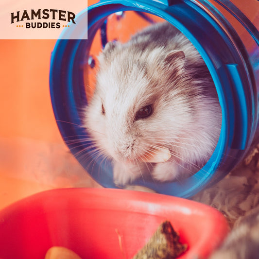 Do Hamsters Use Tubes and Tunnels? Perfect Gifts for Your Hamster