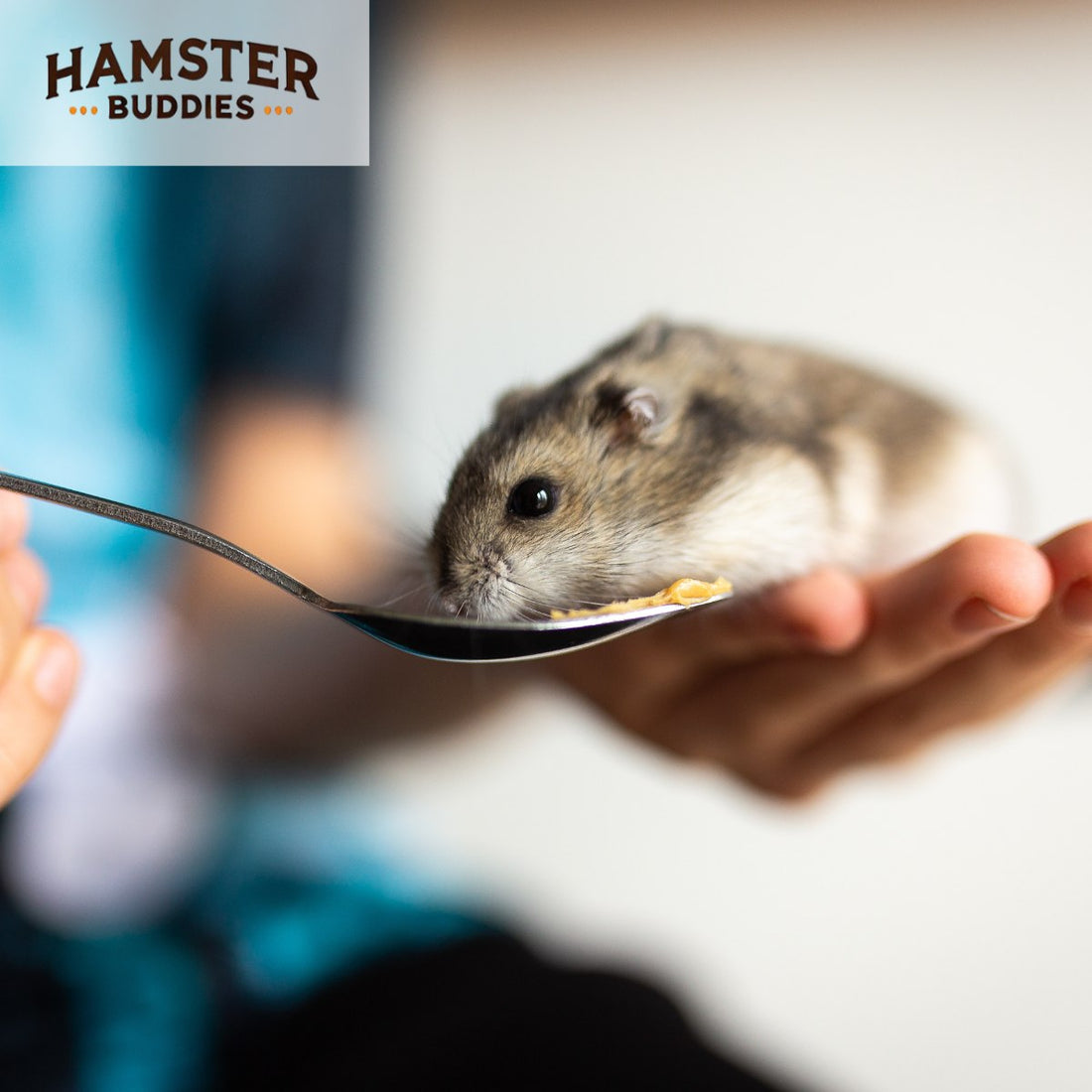 Do Hamsters Need a Vet? A Guide to Keeping Your Hamster Healthy