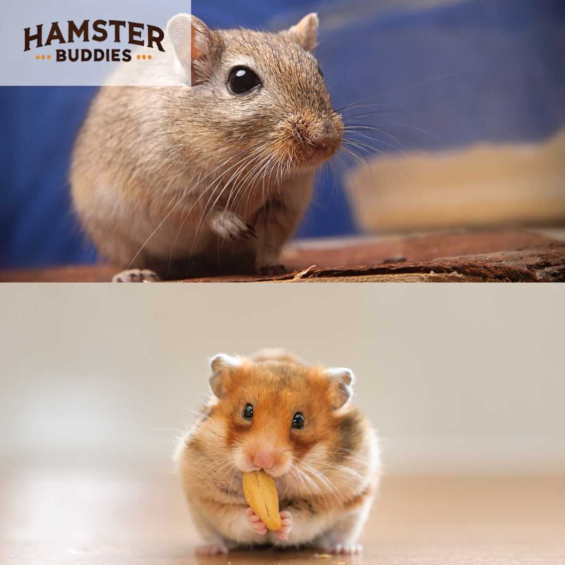 Hamster vs. Gerbil: Which Pet Is Right For You?