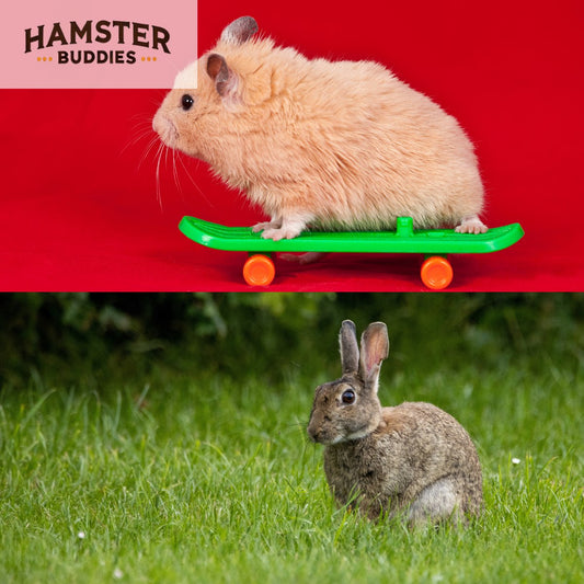 Choosing Between a Hamster and a Rabbit: Which Pet Is Best for You?