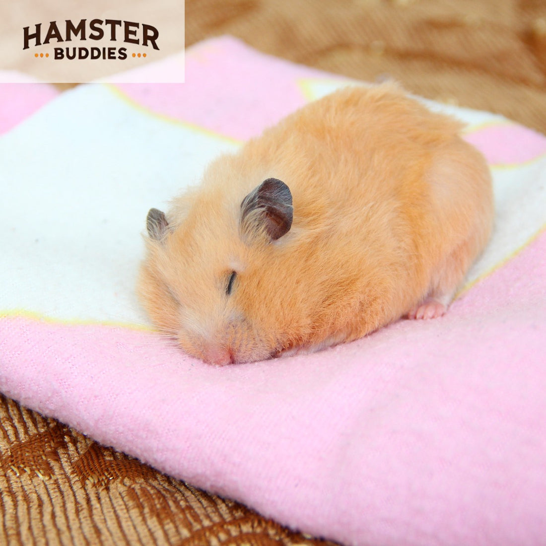 15 Effective Ways to Keep Your Hamster Warm