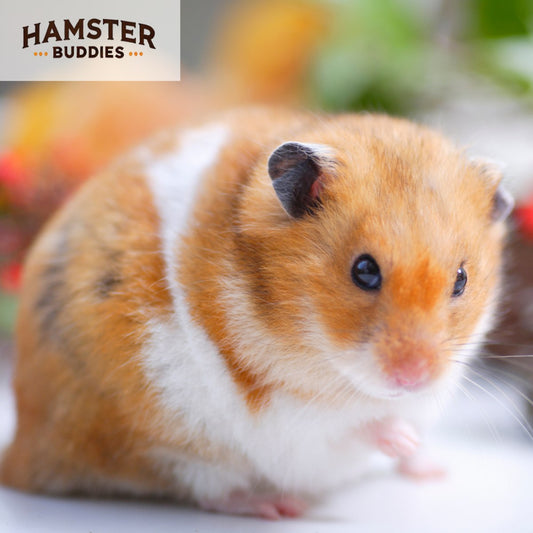 Do Hamsters Attract Mice or Other Pests Like Bugs or Rats?