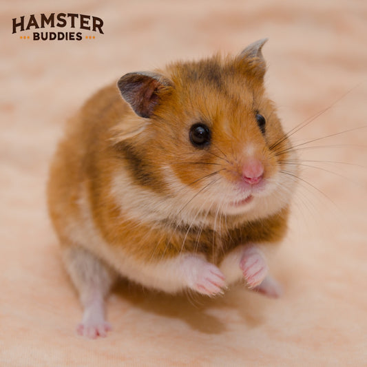 Why Does My Hamster Eat Its Poop? Understanding This Natural Behavior