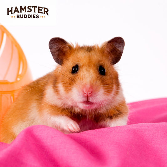 Hamster Skin, Fur Conditions, and Parasites